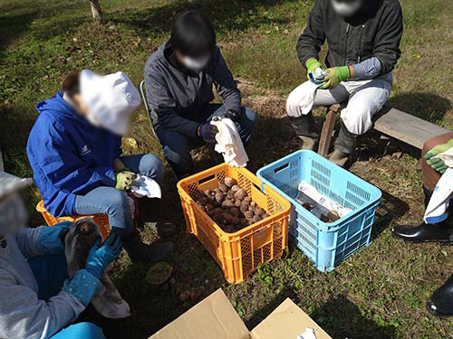 里芋の泥落とし作業